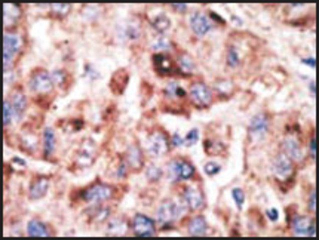 Anti-Mouse Tlr2 (C-term) antibody produced in rabbit