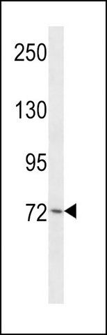 ANTI-MOUSE PLK3 (N-TERM) antibody produced in rabbit