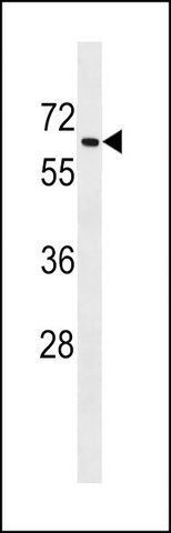 ANTI-MOUSE TGFBR2 (C-TERM) antibody produced in rabbit