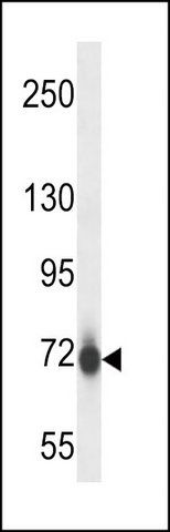 ANTI-MOUSE PAK7 (N-TERM) antibody produced in rabbit