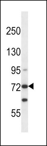 ANTI-MOUSE MYLK3 (N-TERM) antibody produced in rabbit