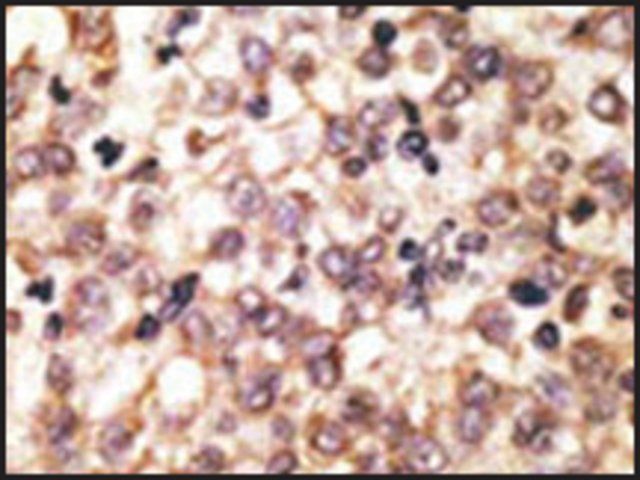 Anti-Mouse Tlr2 (N-term) antibody produced in rabbit