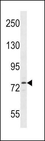 ANTI-MOUSE SIK1 (C-TERM) antibody produced in rabbit