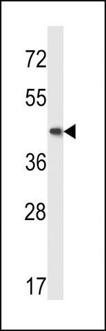 ANTI-MOUSE MAP2K5 (C-TERM) antibody produced in rabbit