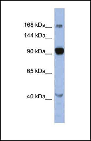 Anti-MED23, (N-terminal) antibody produced in rabbit