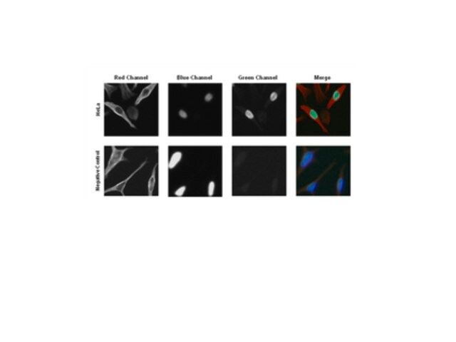 Anti-MAFA Antibody