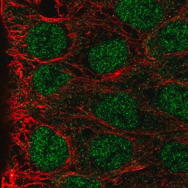 Anti-MAB21L3 antibody produced in rabbit