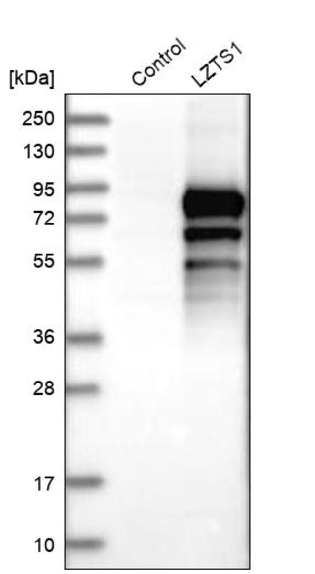 Anti-LZTS1 antibody produced in rabbit