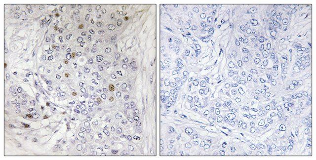 Anti-MAFF antibody produced in rabbit