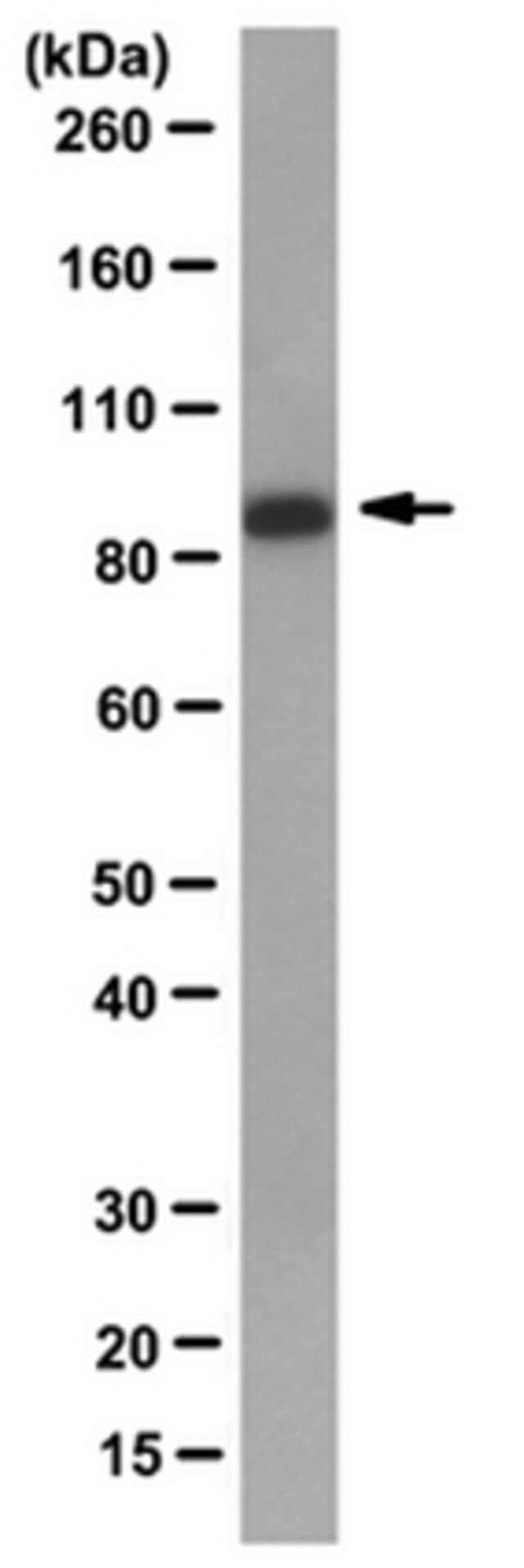 Anti-Mad1 Antibody, clone BB3-8