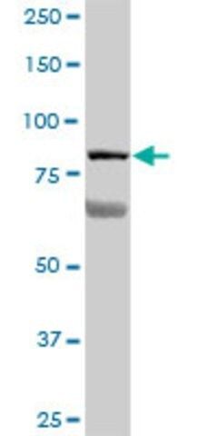 Anti-LOH11CR2A antibody produced in mouse