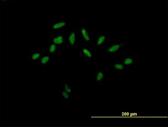 Anti-LOC83459 antibody produced in mouse