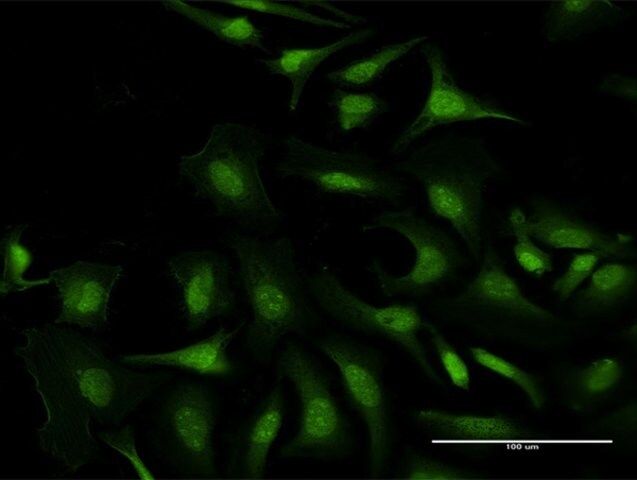 Anti-LOC285636 antibody produced in mouse