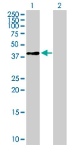 Anti-LOC388524 antibody produced in mouse