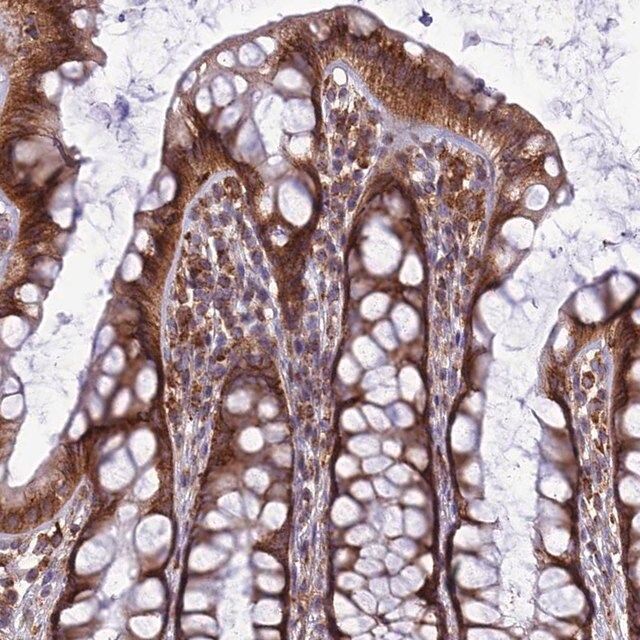 Anti-LNPEP antibody produced in rabbit