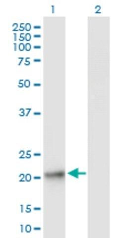 Anti-LOC493869 antibody produced in mouse