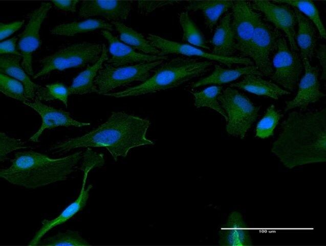 Anti-LOC541473 antibody produced in mouse