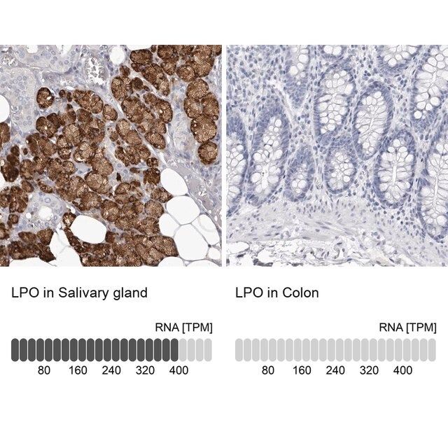 Anti-LPO antibody produced in rabbit