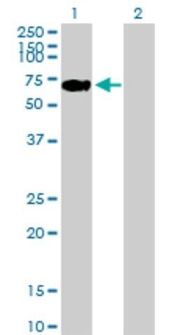 Anti-LONRF2 antibody produced in mouse