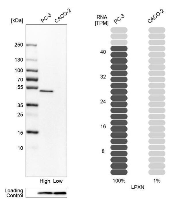 Anti-LPXN antibody produced in rabbit