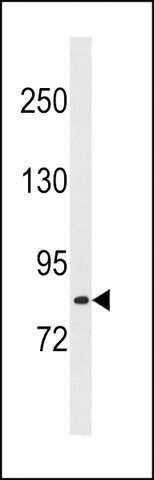 ANTI-LRCH1 (CENTER) antibody produced in rabbit