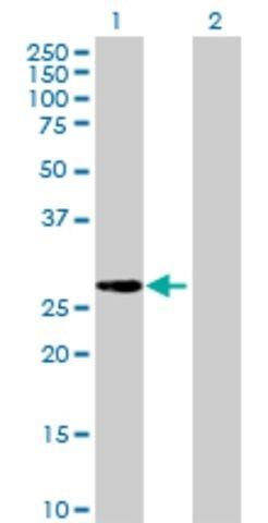 Anti-LOC391749 antibody produced in mouse