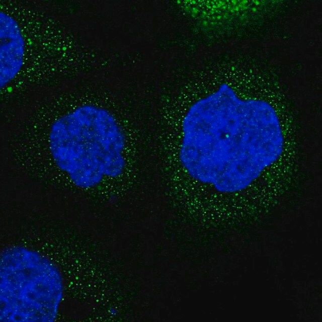 Anti-LRCH3 antibody produced in rabbit