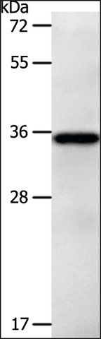 Anti-LPPR5 antibody produced in rabbit