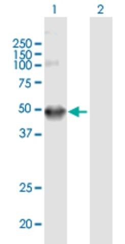 Anti-LRAP antibody produced in mouse