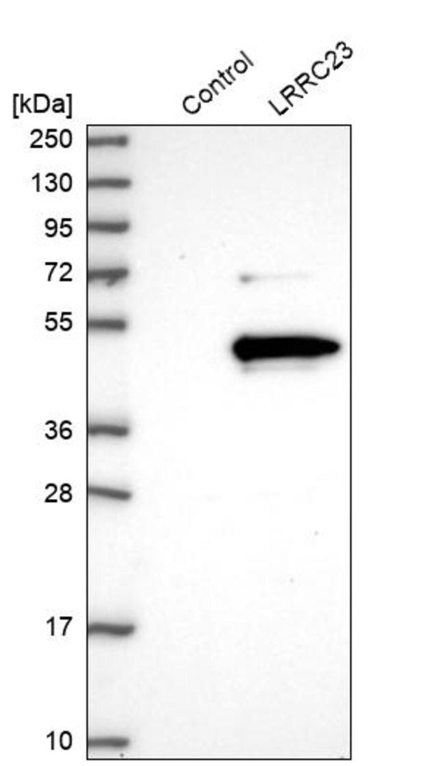 Anti-LRRC23 antibody produced in rabbit