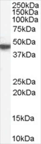 Anti-M1 MACHR/CHRM1 antibody produced in goat