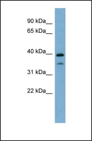 Anti-MAFA, (N-terminal) antibody produced in rabbit