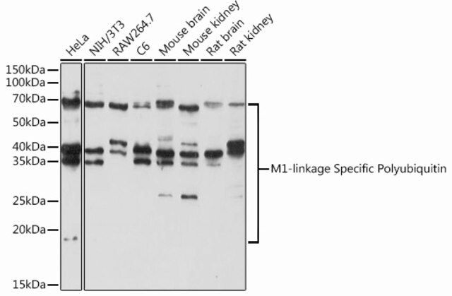 Anti-M1-linkage Specific Polyubiquitin antibody produced in rabbit