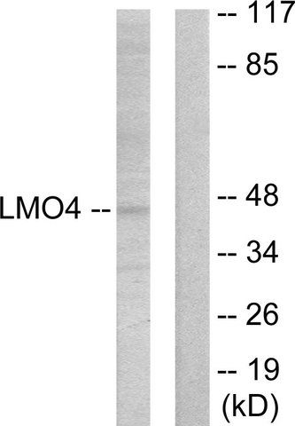 Anti-LMO4 antibody produced in rabbit