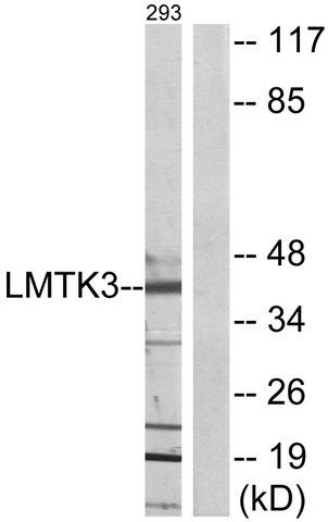 Anti-LMTK3 antibody produced in rabbit