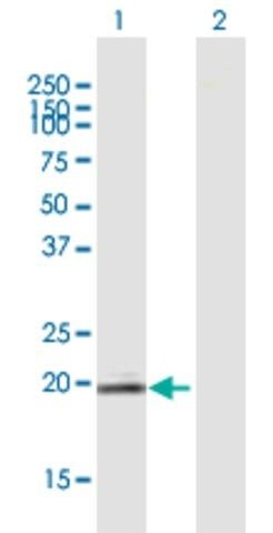 Anti-LOC129530 antibody produced in mouse