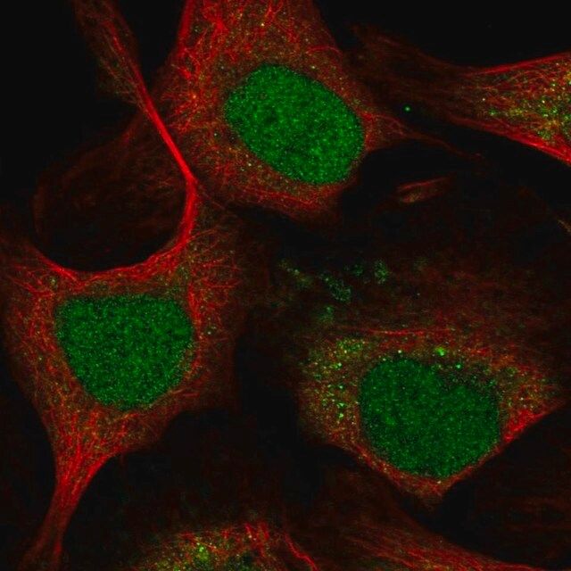 Anti-LMO4 antibody produced in rabbit