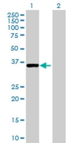 Anti-LOC91461 antibody produced in mouse