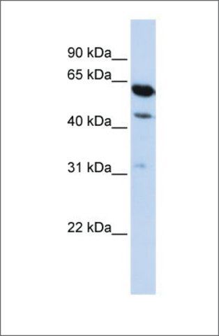 Anti-LOC253012 antibody produced in rabbit