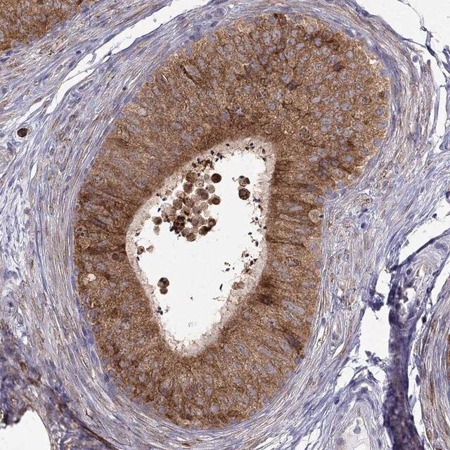 Anti-LONRF2 antibody produced in rabbit