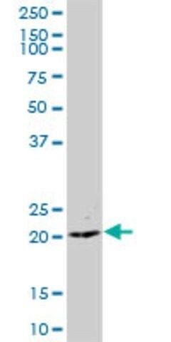 Anti-LOC90693 antibody produced in mouse