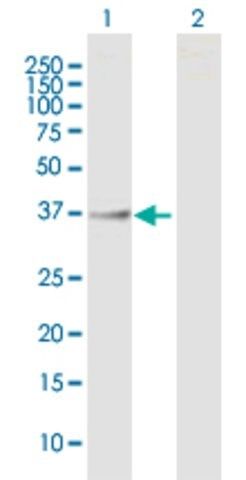 Anti-LOC253982 antibody produced in mouse