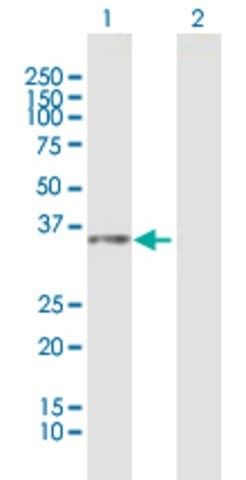 Anti-LOC112937 antibody produced in mouse