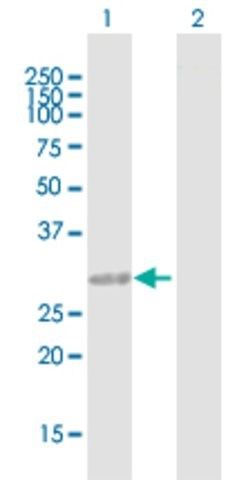 Anti-LOC130940 antibody produced in mouse