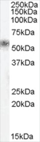 Anti-KLK1 antibody produced in goat