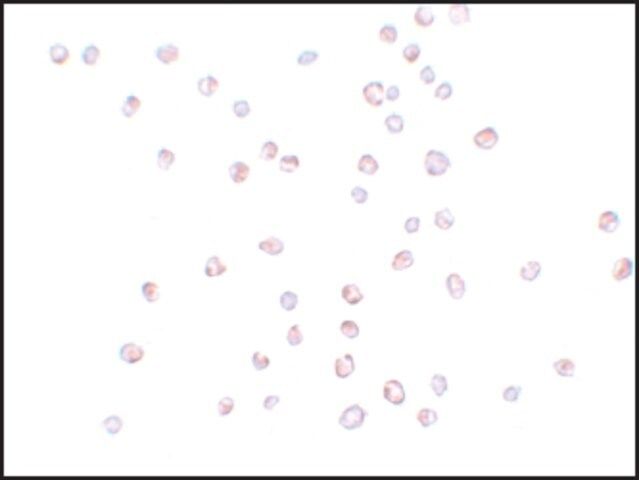 Anti-KPNA3 antibody produced in rabbit