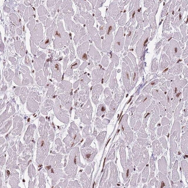 Anti-KPNA3 antibody produced in rabbit