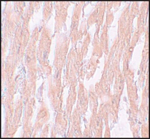 Anti-KPNA2 antibody produced in rabbit