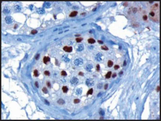 Anti-KPNA4/IPOA3 antibody produced in goat