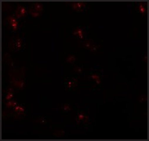 Anti-KPNA6 antibody produced in rabbit